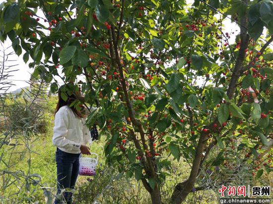 贵州贞丰：樱桃抢鲜上市 体验式采摘助推乡村旅游发展